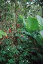 A water fall in the El Yunque rain forest of Puerto Rico.