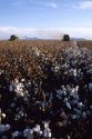 Cotton Harvest at Paloma Ranch in Gila Bend, Arizona.