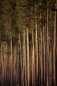 Idaho lodgepole pine trees.