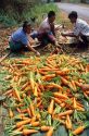 Hmong farmers sort carrot crop in Thailand.