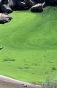 Green algae on the surface of Brownlee Reservior, Idaho.