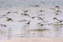 Shore birds on the Mississippi Gulf Coast.