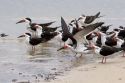 Black skimmers on the Mississippi Gulf Coast.
