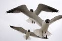 Bonaparte's gulls in flight on the Mississippi Gulf Coast.