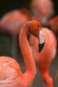 Flamingo's at the Audubon Zoo in New Orleans, Louisiana.