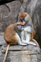 Patas monkey at the Audubon Zoo in New Orleans, Louisiana.