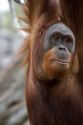 Orangutan at the Audubon Zoo in New Orleans, Louisiana.