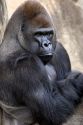 Gorilla at the Audubon Zoo in New Orleans, Louisiana.