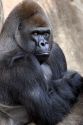 Gorilla at the Audubon Zoo in New Orleans, Louisiana.