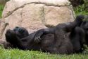 Gorilla at the Audubon Zoo in New Orleans, Louisiana.