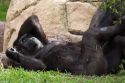 Gorilla at the Audubon Zoo in New Orleans, Louisiana.