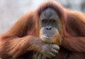 Orangutan at the Audubon Zoo in New Orleans, Louisiana.