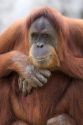 Orangutan at the Audubon Zoo in New Orleans, Louisiana.