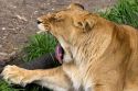 Lion yawning at the Audubon Zoo in New Orleans, Louisiana.