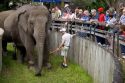 An elephant with visitors at the Audubon Zoo in New Orleans, Louisiana.