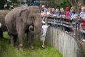 An elephant with visitors at the Audubon Zoo in New Orleans, Louisiana.