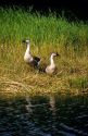 Nene geese native to Hawaii in the wild.