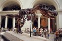 Tyrannosaurus Rex skeleton named Sue in the field museum of Chicago, Illinois.