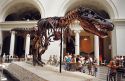 Tyrannosaurus Rex skeleton named Sue in the Field Museum of Chicago, Illinois.