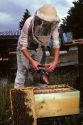 A female beekeeper using smoker to calm bees.