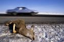 A deer lies on the side of the road after being hit and killed by an automobile.