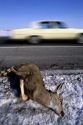 A deer lies on the side of the road after being hit and killed by an automobile.