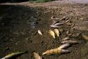 Fish kill, Lake Cascade, Idaho.