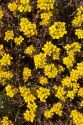 Yellow bladderpod wild flowers along US highway 285 near Artesia, New Mexico.