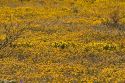 A field of yellow wild flowers near Artesia, New Mexico.
