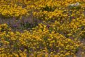 A field of yellow wild flowers near Artesia, New Mexico.