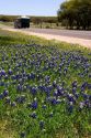 Oak tree and blue bonnets along US highway 290 west of Fredericksburg, Texas.