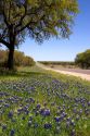 Oak tree and blue bonnets along US highway 290 west of Fredericksburg, Texas.