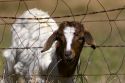 A goat with it's head stuck in a fence near Johnson City, Texas.