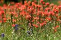 Indian paintbrush and blue bonnet wildflowers in Texas.