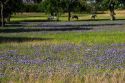 Horses graze in a field with blue bonnet flowers near Lampasas, Texas.