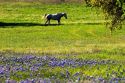 Horses graze in a field with blue bonnet flowers near Lampasas, Texas.