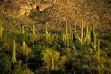 Saguaro National Monument near Tucson, Arizona.