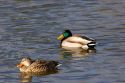 Male and female mallard ducks swimming.