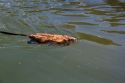 A muskrat swimming in a river in Idaho.