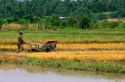 Farmer uses a two wheel tractor on a rice field in Malaysia.