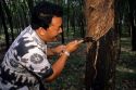 Rubber tree plantation worker in Malaysia taps a tree.