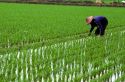 A farmer in a rice field, Taiwan.