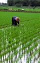 A farmer in a rice field, Taiwan.