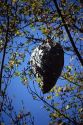 A hornet nest hangs in a tree.