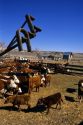 Cattle waiting to be branded. A close up view of the brand being used. The brand is 