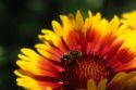 Honey bee on a flower.