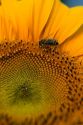 Honey bee on a sunflower.