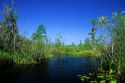 The Okefenokee Swamp in Georgia.