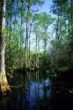 The Okefenokee Swamp in Georgia.