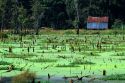 Algae covers a cypress swamp in Georgia.